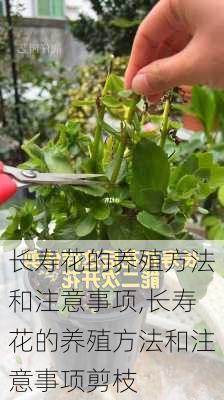 长寿花的养殖方法和注意事项,长寿花的养殖方法和注意事项剪枝